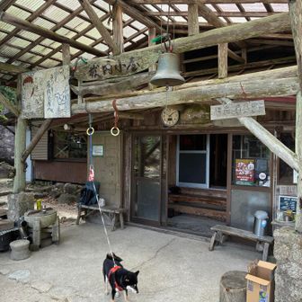 藤内小屋のワンコ