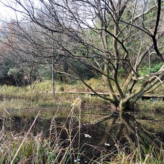 井堀下池
メダカがいたのに、今はカダヤシに追い出されて一匹もいないんだそうです𓆝
この近くに上池もありました。よく見えなかったかな😅お水なかった気もします。