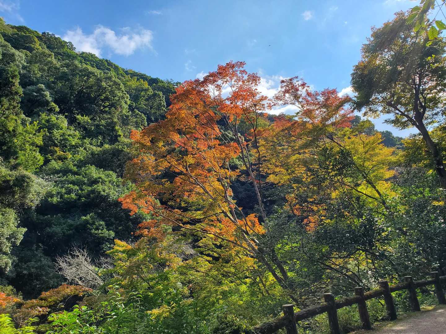 石子詰登山口-阪急　箕面駅 周回コースの写真