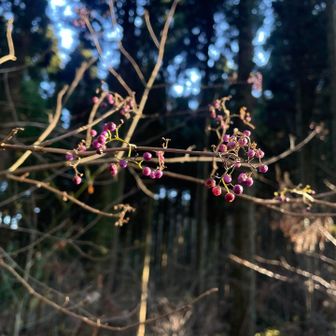 ムラサキシキブ?