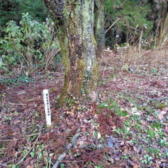 標杭から四等三角点（城山）は離れていたが、少し探したけれど見つからなかった。
過去レポ
https://yamap.com/activities/10085257