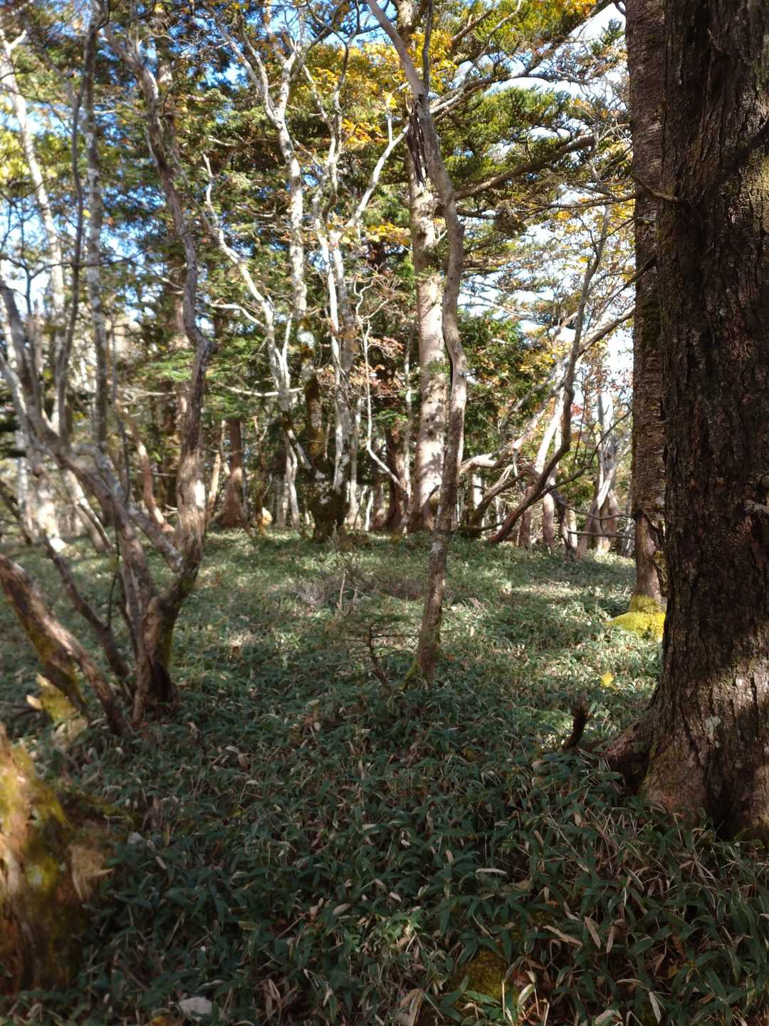 地蔵岳山頂付近
