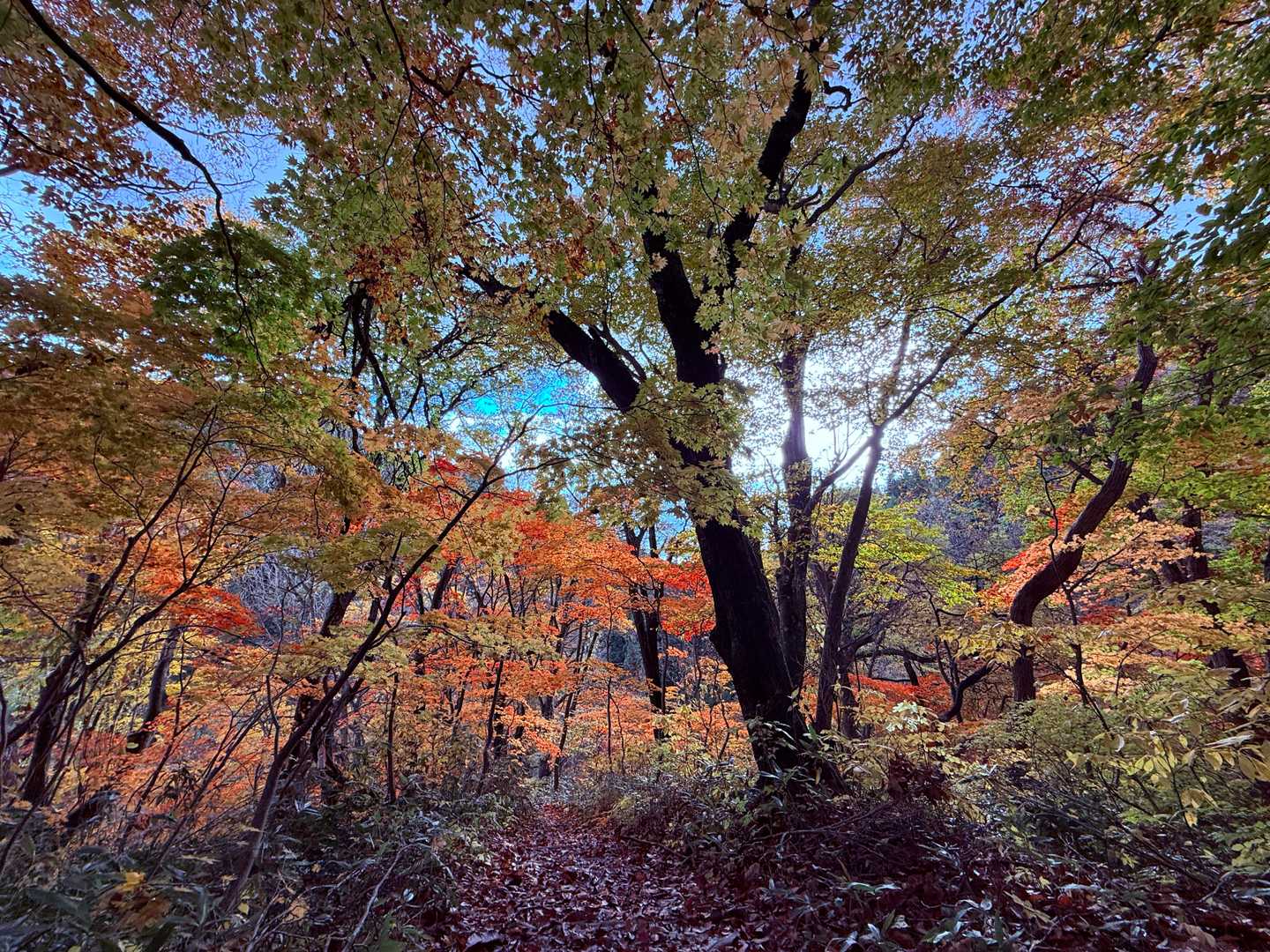 梵珠山 周回コースの写真