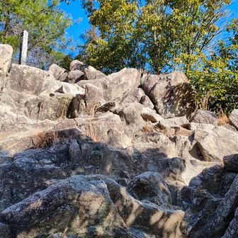 ロックガーデンの様子