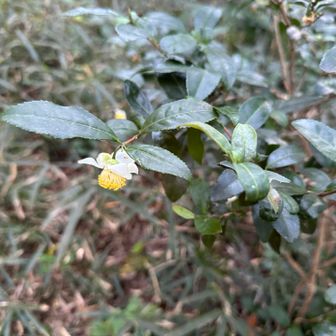 わ！チャノキの花が🌸