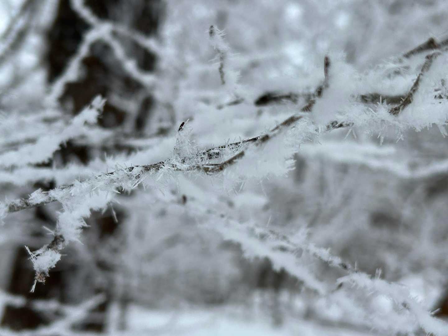 雪の結晶❄️