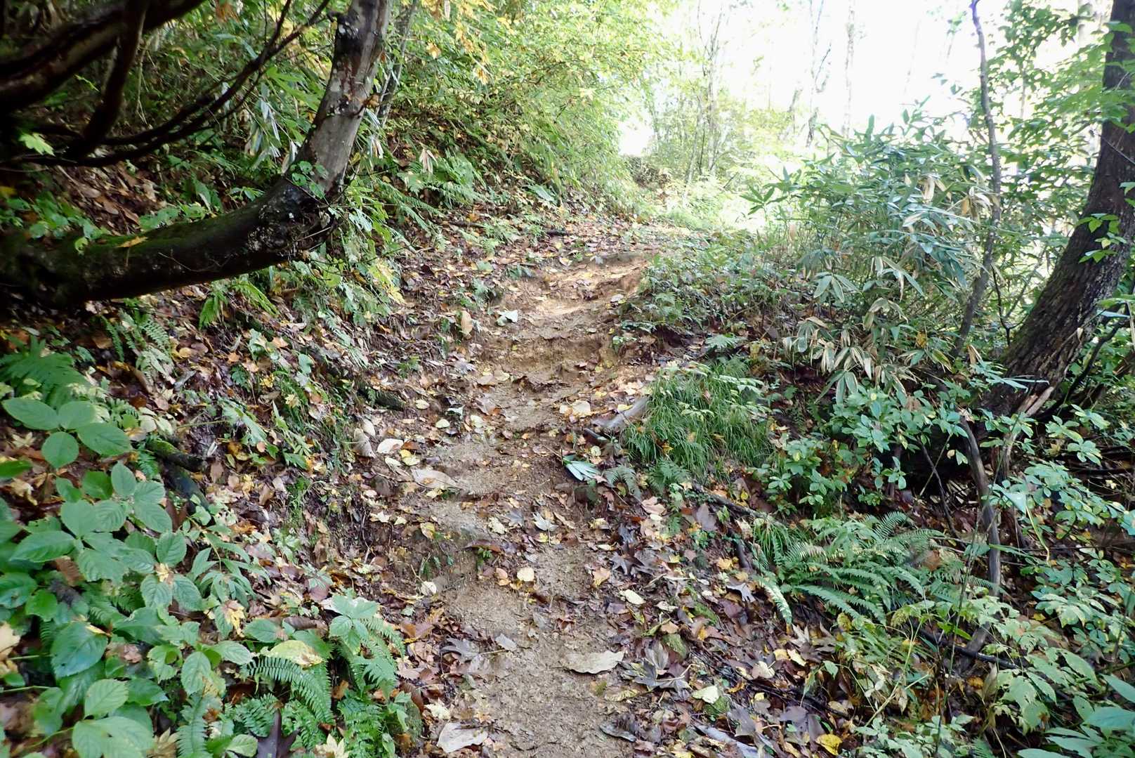 いきなりの急登続き。準備運動ハード。