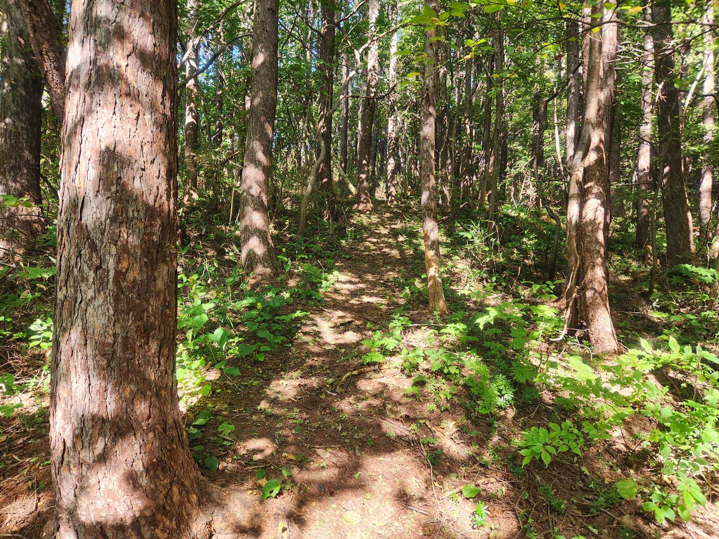 そんな広いとこではないので、直ぐに遊歩道へ合流