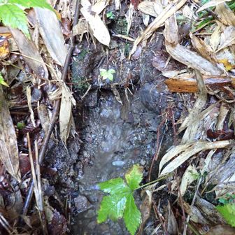 周回コース唯一の水場