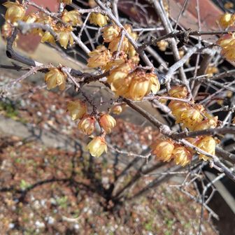 ロウバイが咲いてました