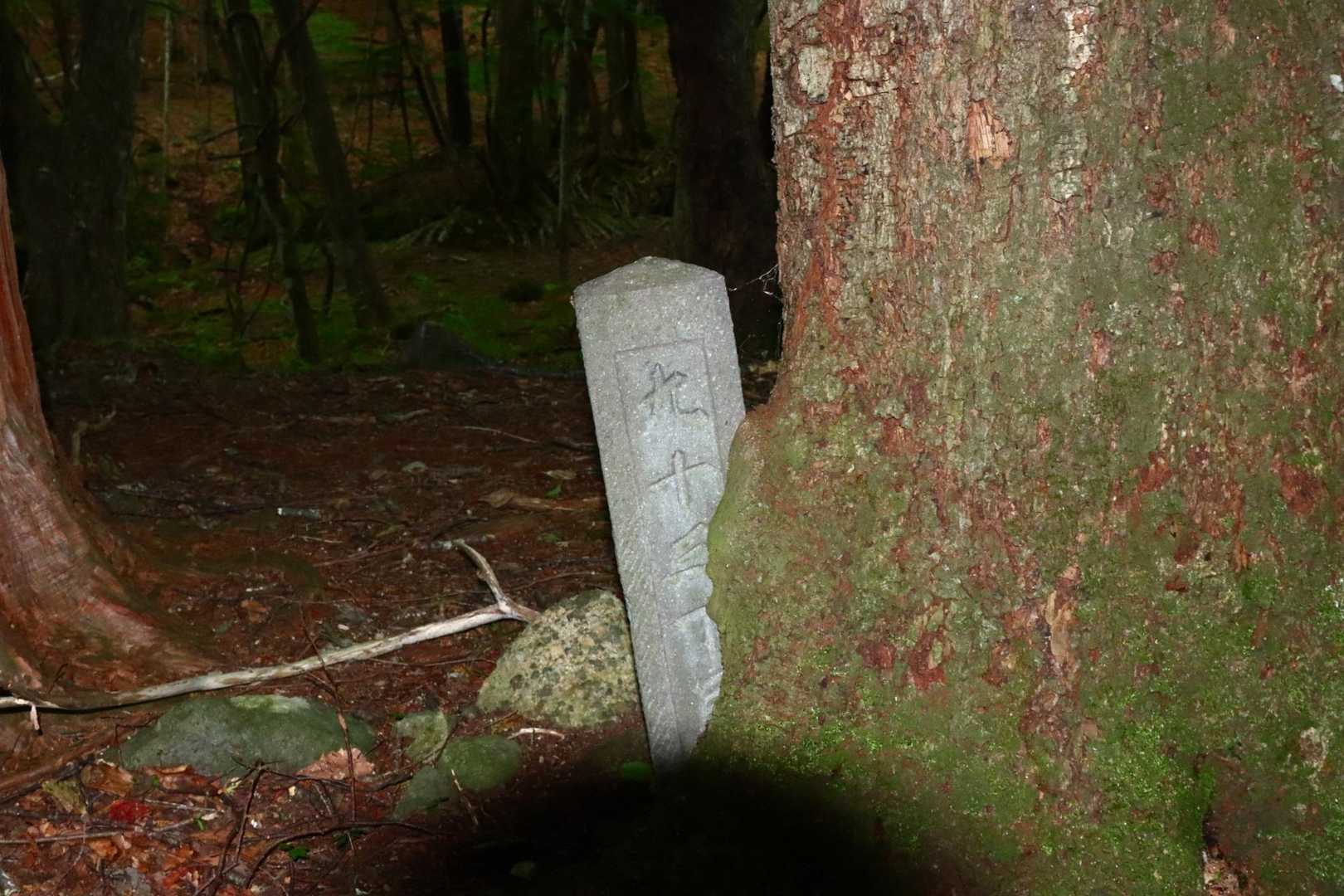 九十五丁目は木に飲み込まれてる