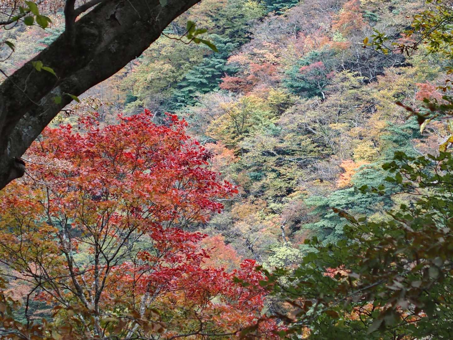 山裾は紅葉🍁が広がっとるやん😍