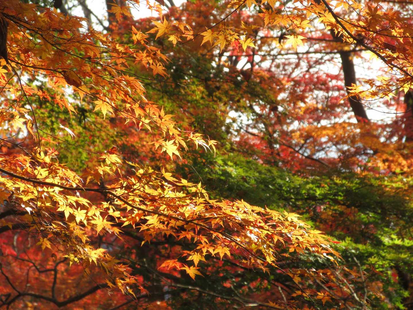 
🍁✨


