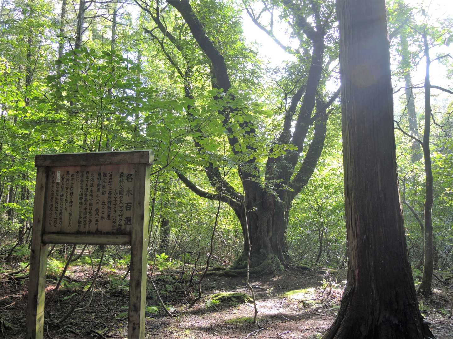 ひっそりと佇む、樹齢500年のオオヤマザクラ。🌸