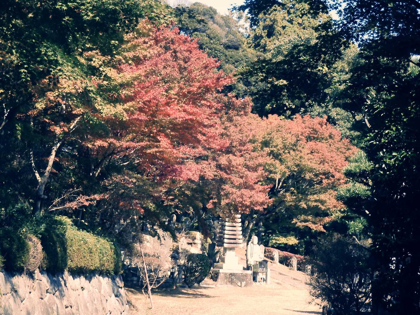 紅葉