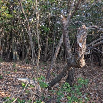 前山山頂　眺望無し、登山道もほぼ無し！