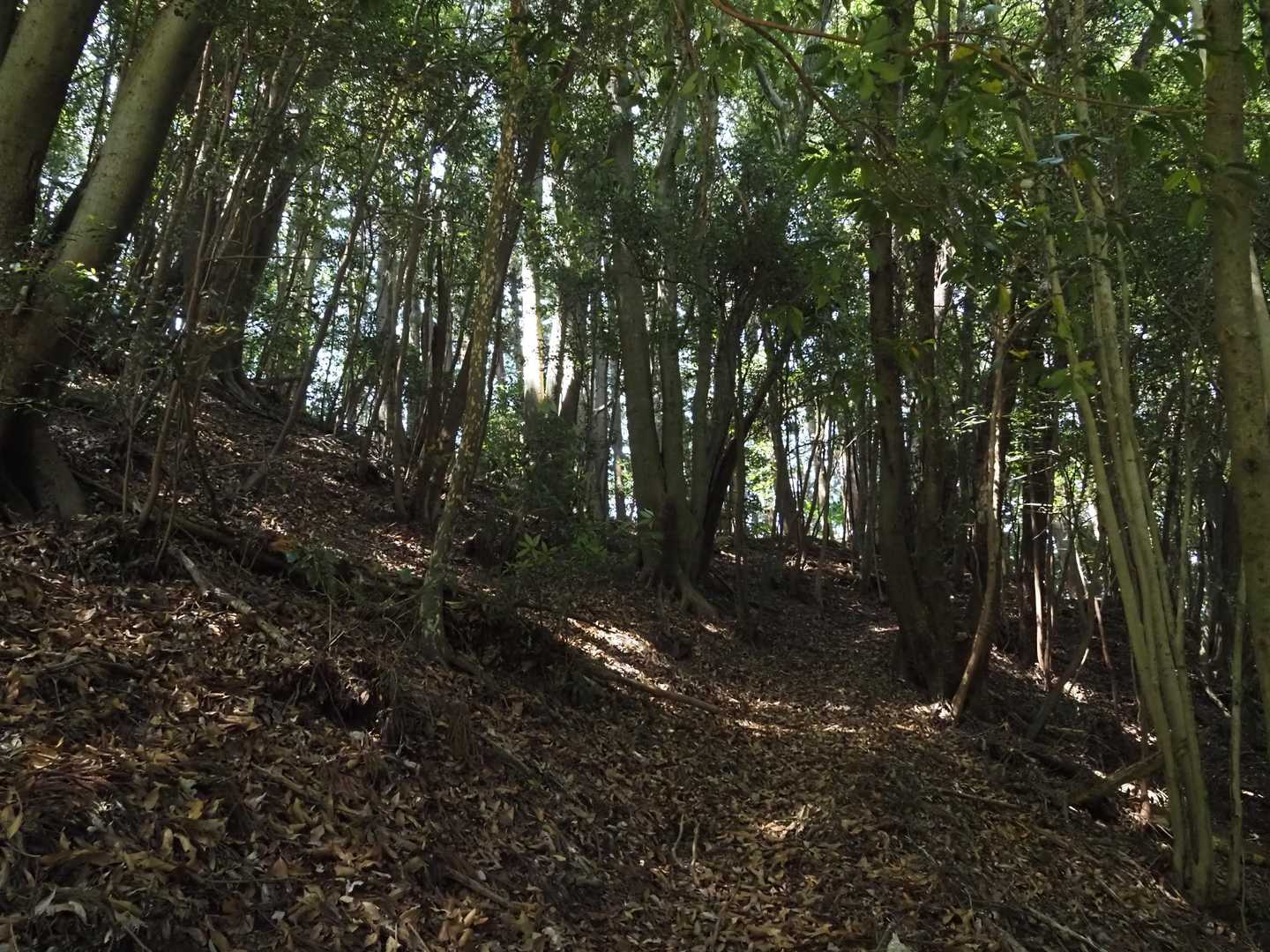 素敵な森