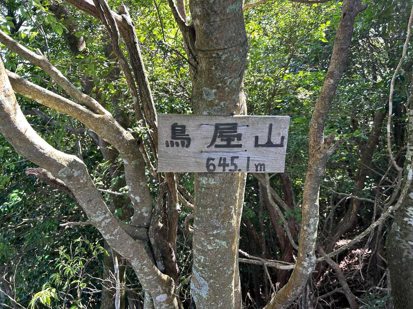 山頂645.1m