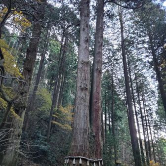 樹齢500年とのこと 
凄いですね👏