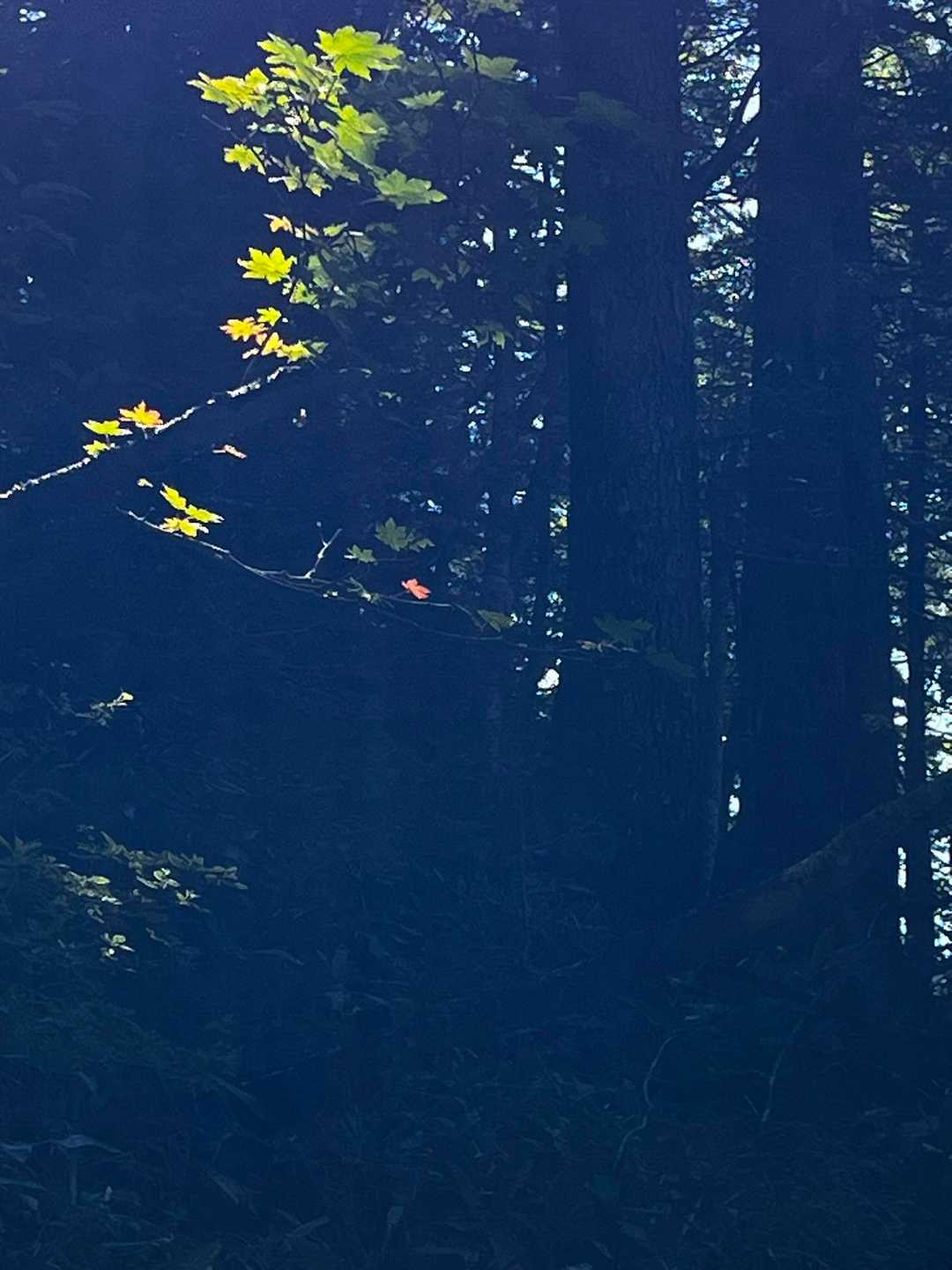 小っちゃい秋🍂