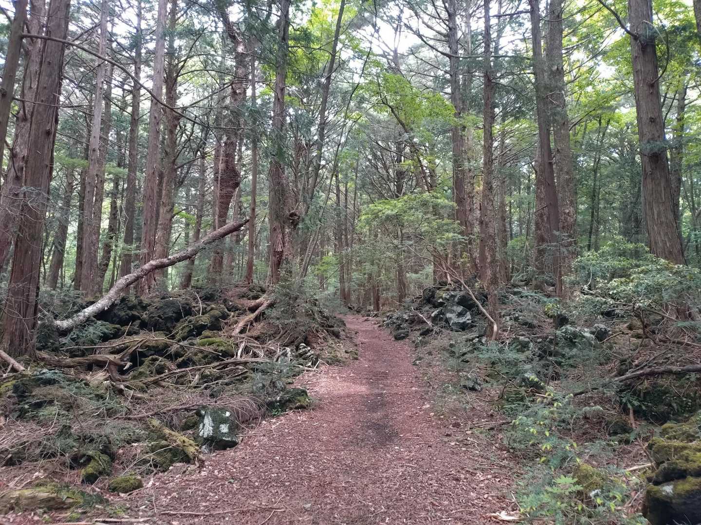 さぁ樹海に入ったよー。
自分も最初は東海自然歩道なのに樹海に入るとか大丈夫！？って思ってたけど、ふかふかで神秘的な空間なのでオススメです😊