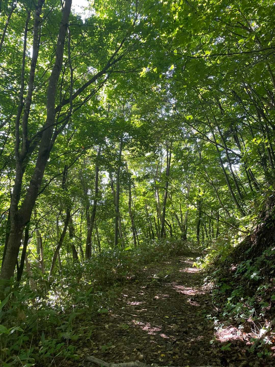 今日はこのあと2座登るので、来た道とは違うルートからササッと下山しちゃいましょう⭐️