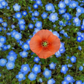 かたつむりんこ