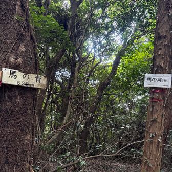 馬の背