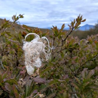 センニチソウの花の後・・・かな？
葉っぱは紅葉しているようです。