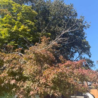 高尾山山頂の紅葉具合
まだまだ