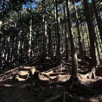 最後のひと登りは根っこだらけ😅