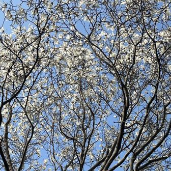 たくさん咲いています