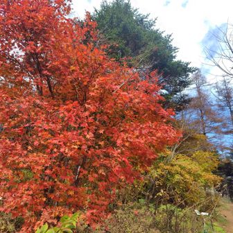 入口いきなり見事に染まったカエデ🍁