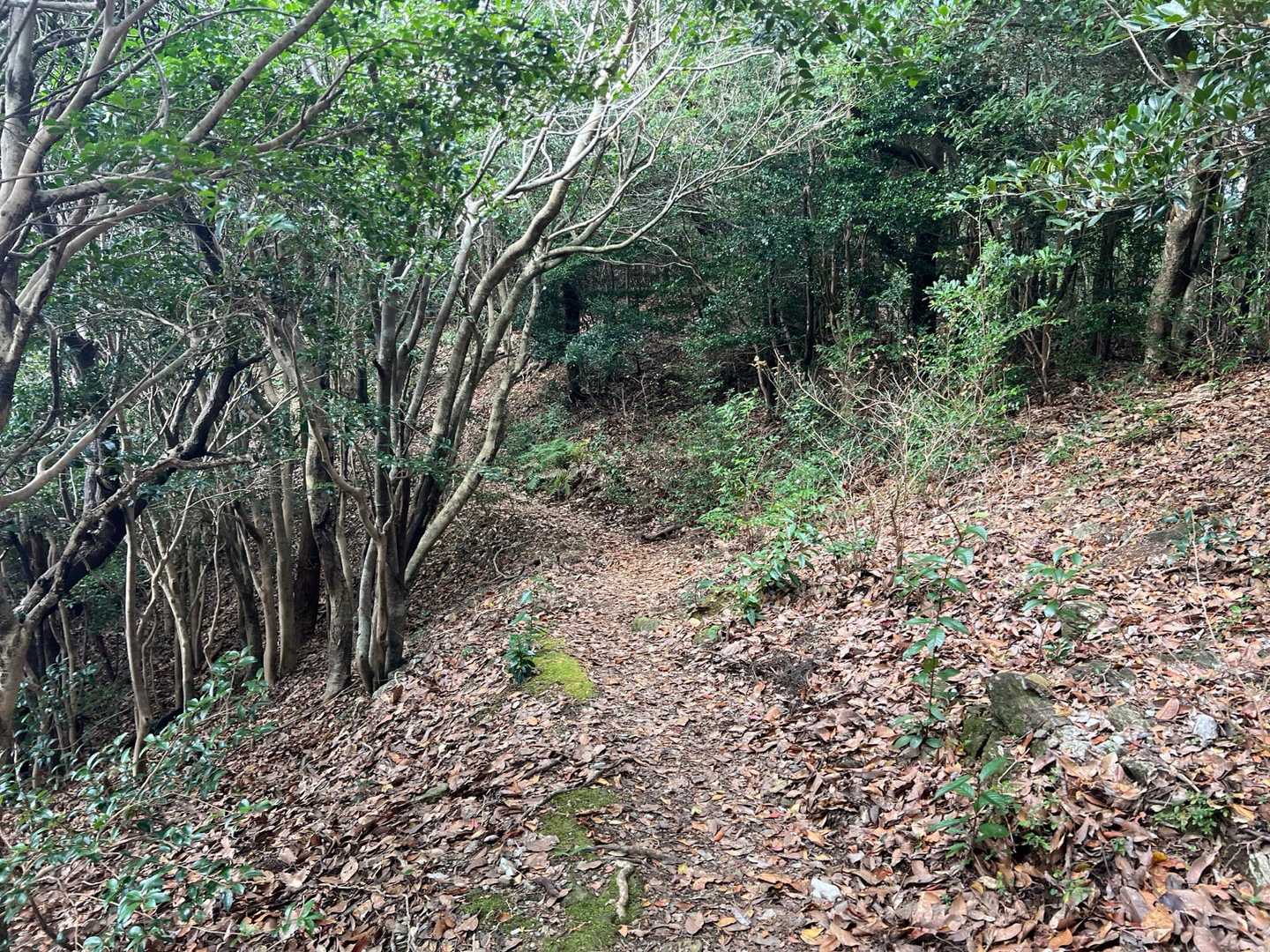 こんな感じの登山道が続きますね
