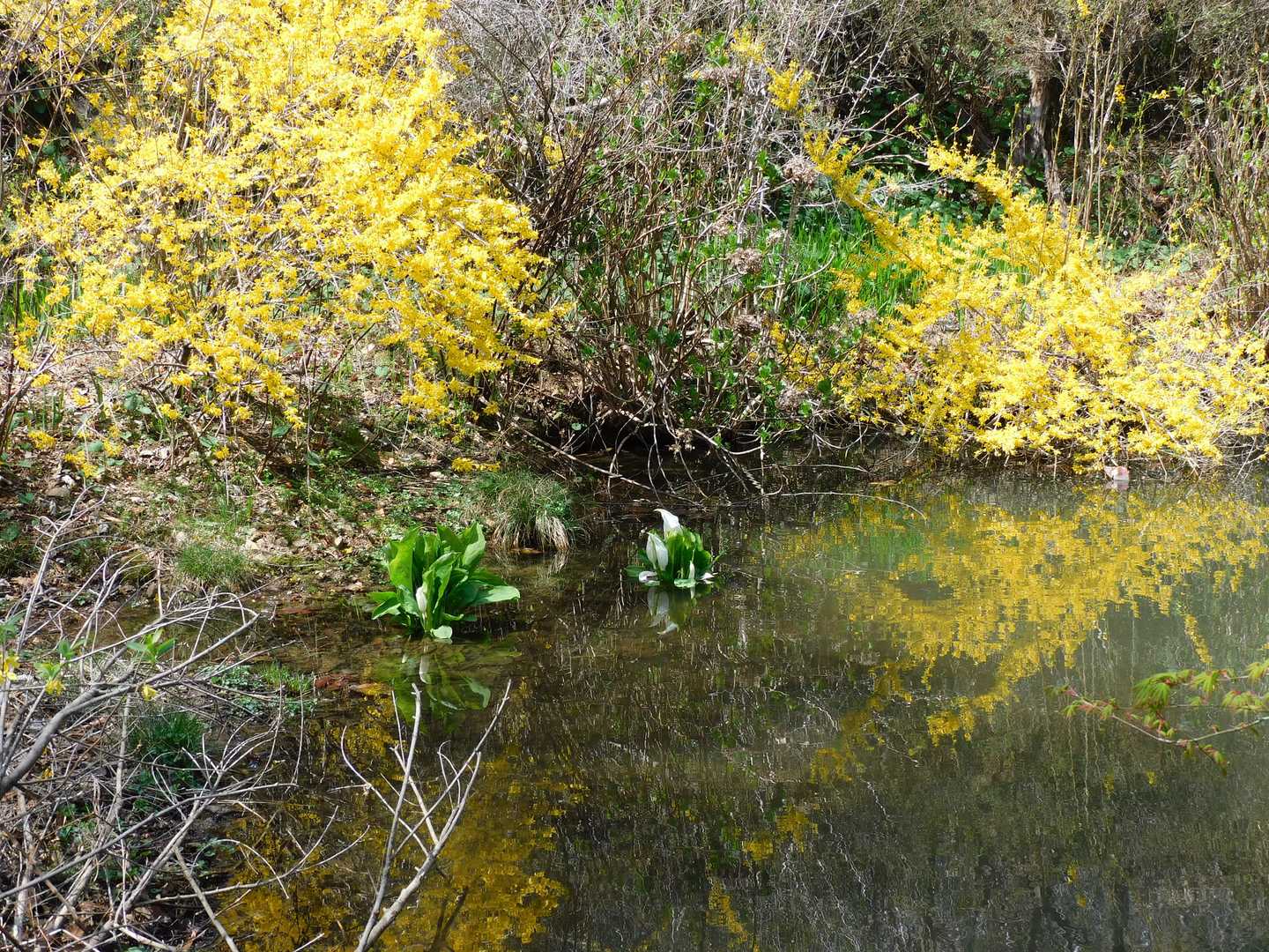 水芭蕉