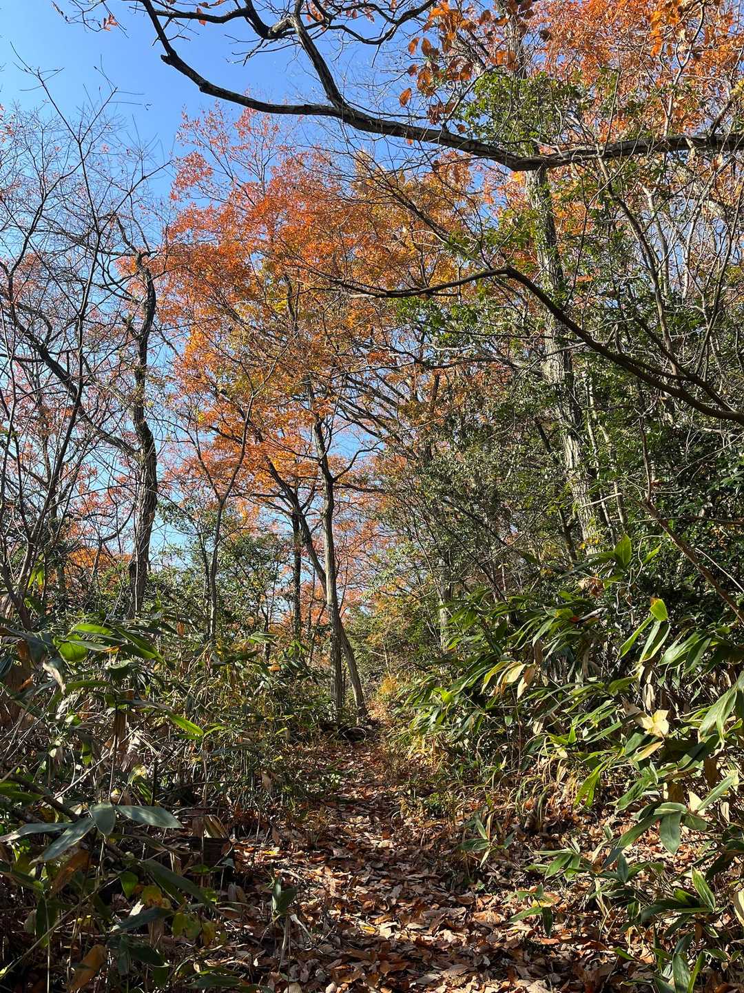 城光寺の滝登山口 周回コースの写真