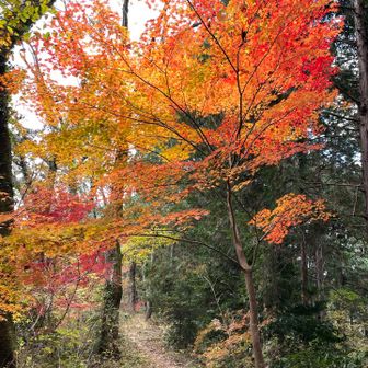 曇り空でも眩しい紅葉🍁