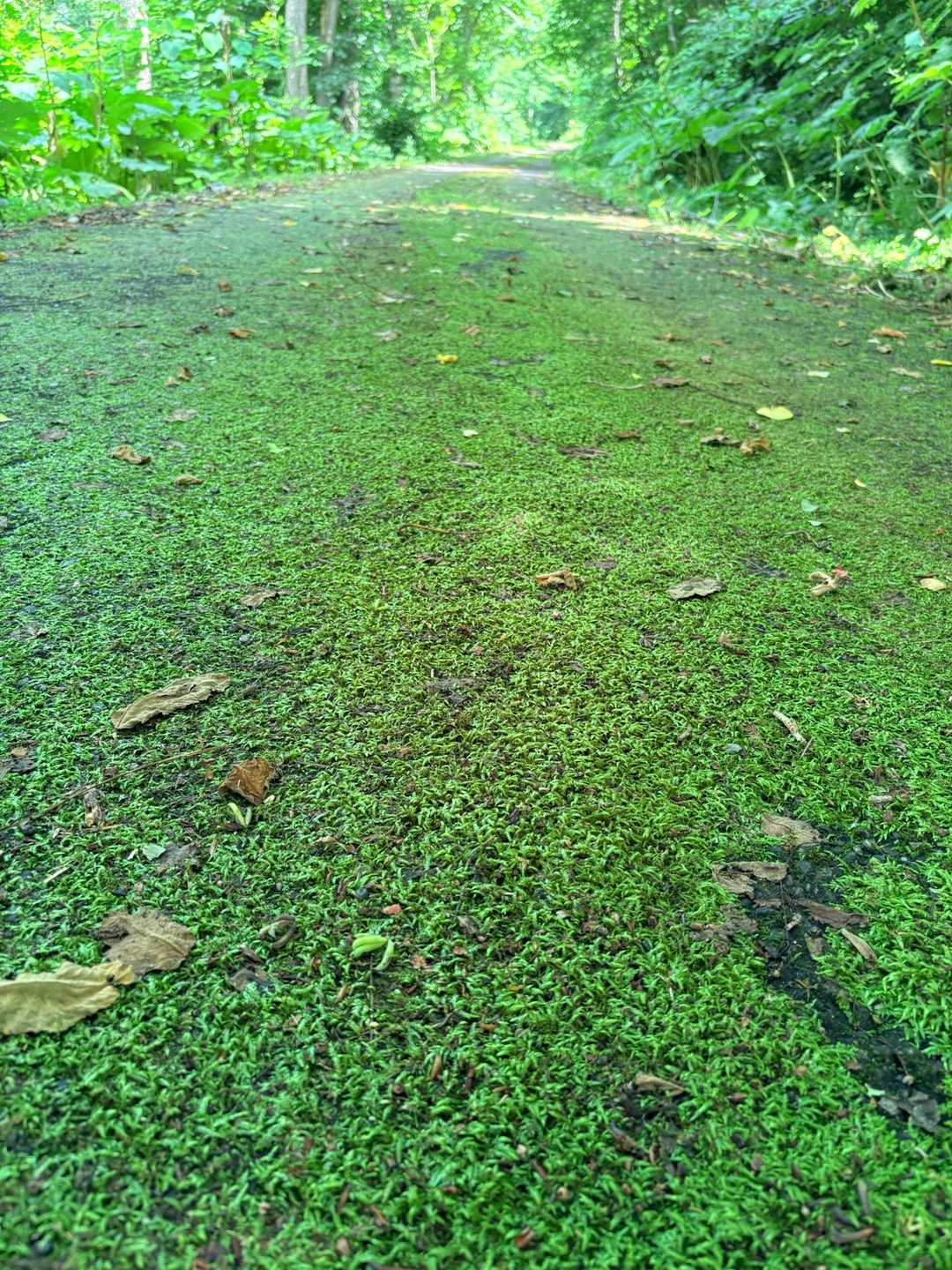 苔の道