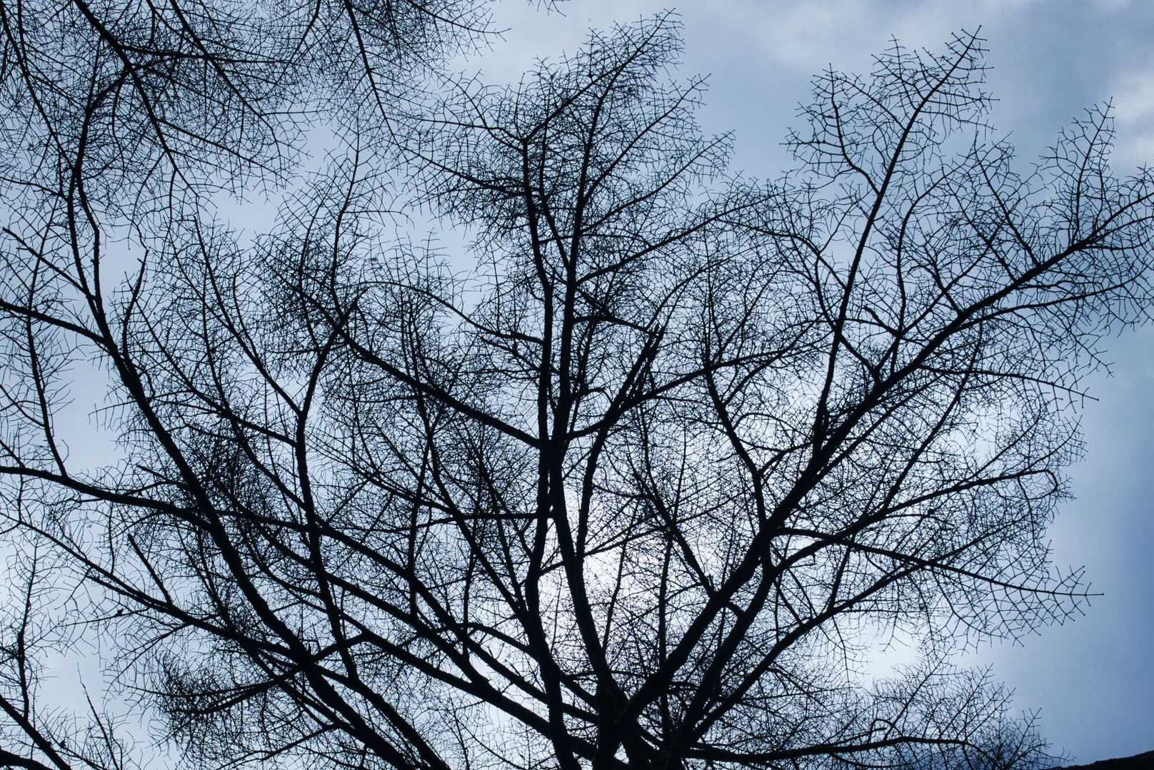 東大台コース | 白き立ち枯れの森が魅せる神秘の世界、初心者も感動する近畿の秘境の写真