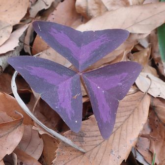 不思議な形の葉、オキザリス・トリアングラリス（直訳すると三角形のカタバミ）