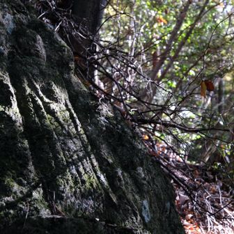 あまり訪れる人がいないのか、足場が悪く看板は朽ちかけていますが、