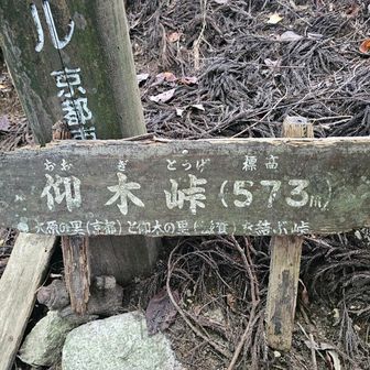 水井山から仰木峠に200m程下って来た
根っこが多くて気の抜けない下りが続いた