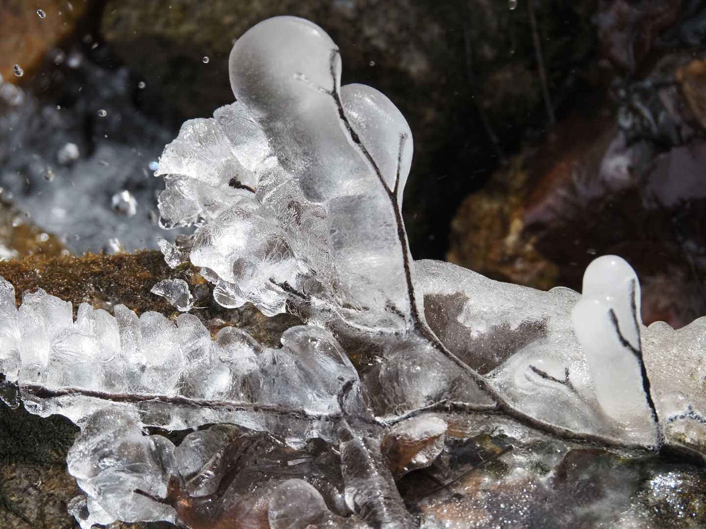 可愛い氷🧊発見っ‼️
すごっ、なんでこんな形に。
アートやねぇ。
