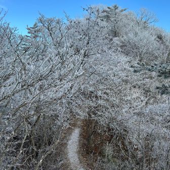 霧氷の道
とても細かい霧氷が登山道に溜まって綺麗でした