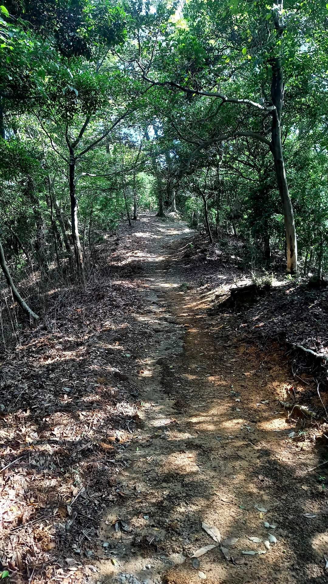 レポでも見ましたが登山道は整備されめっちゃ綺麗です。