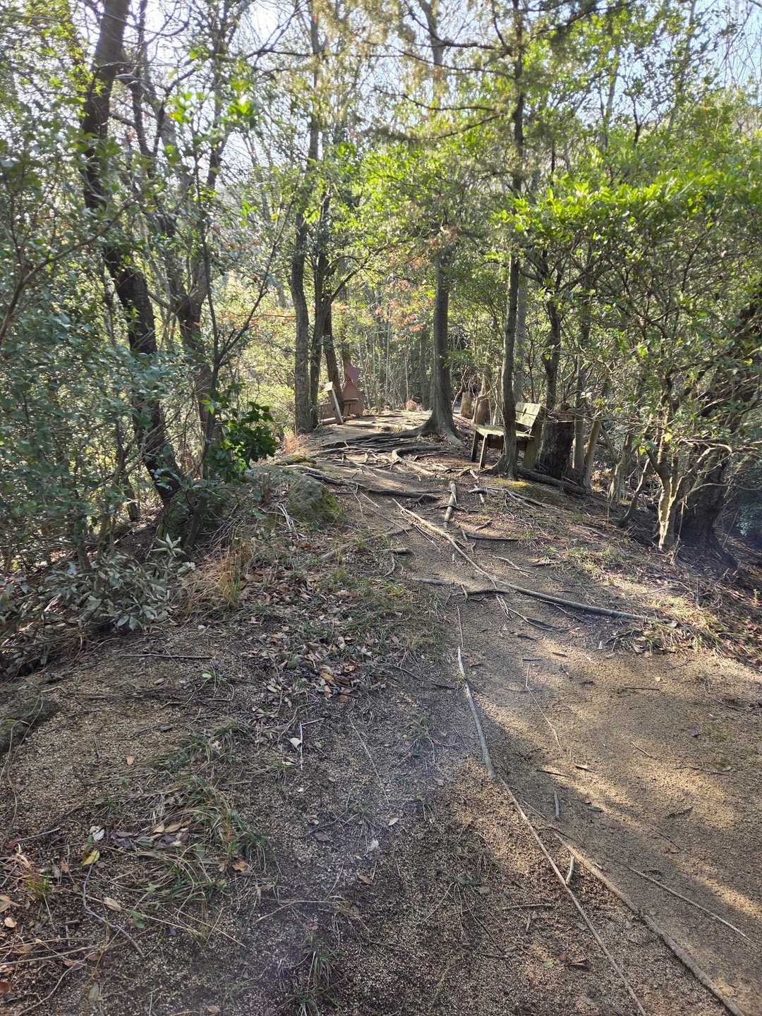 いい感じの登山道😃
でも先は急登😅