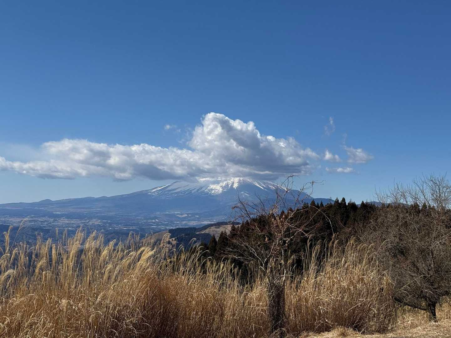 寄バス停-シダンゴ山登山口-シダンゴ山-ダルマ沢ノ頭-桜丸 周回コースの写真