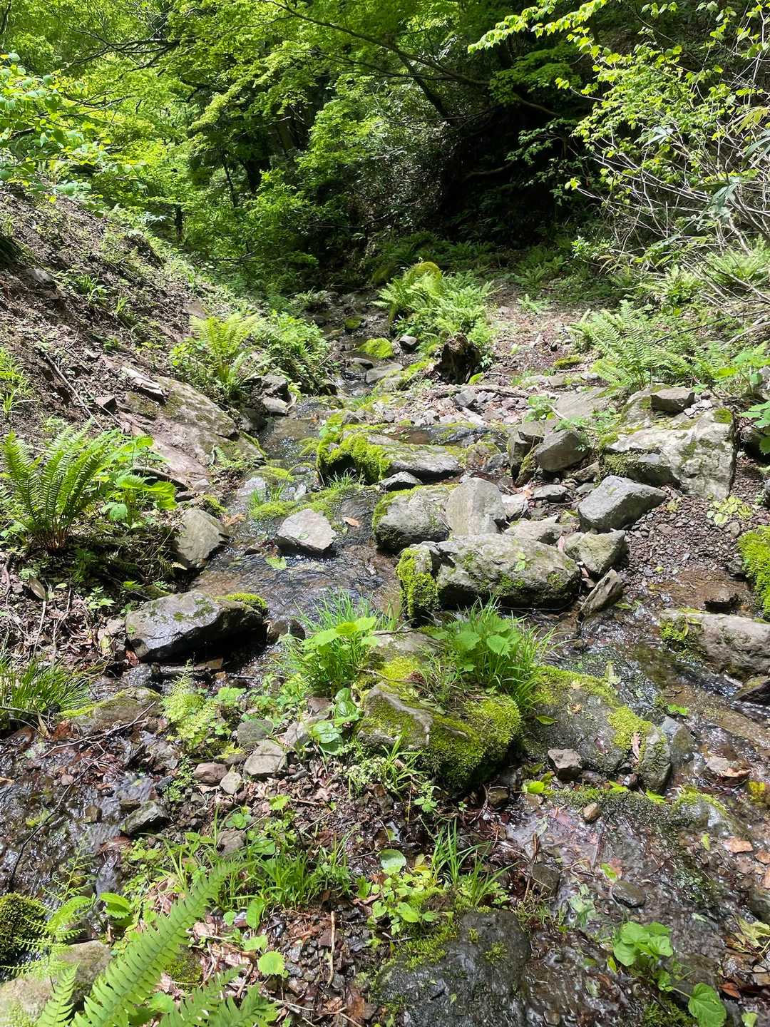ガレガレの急勾配が続き、気が抜けません。
あまり人が入らないせいか荒れていて危ない箇所もけっこう多かったです💦
下りが怖すぎる💦