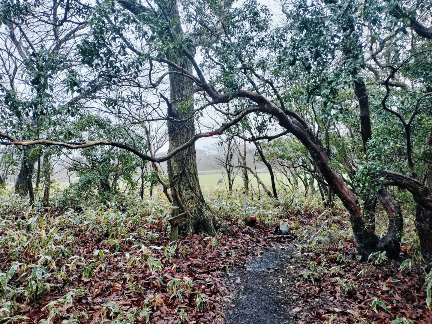 登山道に入ってすぐ、何かの気配…