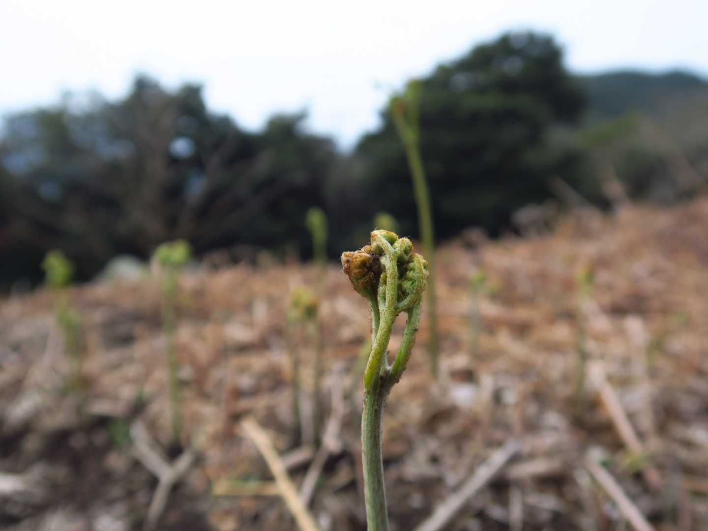 春の芽吹き